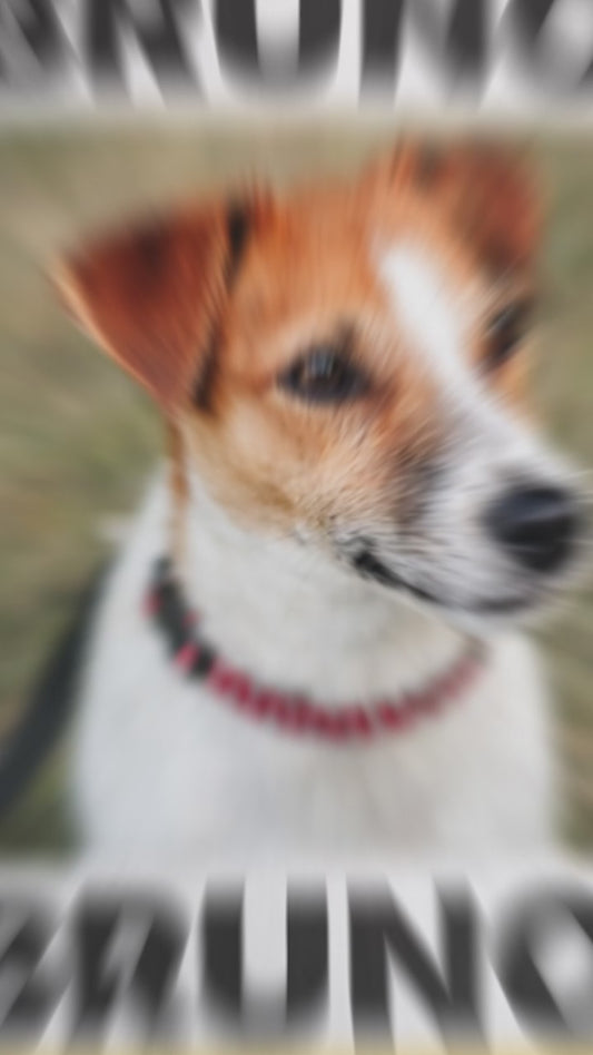 Rastreador Tipo GPS Para Mascotas.            |          Compatible Con Android y Apple